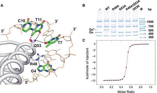 Specific binding of KorA to its operator-binding site. (A) Specific KorA-OA* contacts in the crystal. Arg48 and Gln53 of the recognition helix (α4) of one KorA monomer form specific hydrogen bonds to G4, T7, C10 and T11, in one half-site of the symmetric operator sequence. (B) In vitro binding assay of purified wt KorA and mutants binding to DNA. The 436-bp fragment carries the class I OA site (korAp) of plasmid RP4, the other fragments serve as competitor DNA; 7.5 pmol of wt and each mutant protein were applied. The DNA mixture contained 0.15 pmol of each fragment. OA, DNA fragment containing OA; OA°, complex of OA with wt KorA; M, 100-bp DNA ladder. (C) Calorimetric titration of KorA with 18-bp OA. The panel shows the integrated heat released after correction of dilution (data points, squares) and the curve of best fit (red) for one KorA dimer binding to a single OA site.