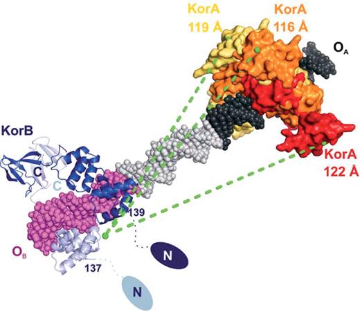 Model for the interaction between KorA and KorB at RP4 promoters. Crystal structures of the RP4 repressor proteins KorA (yellow, orange and red, each representing the molecular surface of one dimer, respectively) and KorB (chain A, blue, and chain B, light blue; PDB entries 1r71 for DNA-binding domain KorB-O, residues 137–252, and 1igu for the C-terminal domain, residues 299–358) (40,39) bound to their operator sites. OA (black) and OB (magenta) were joined by standard B-form DNA (gray), generated with MAKE-NA (http://structure.usc.edu/make-na/) representing the linker region at the korAp site. OA and OB midpoints are separated by 32 bp (KorA = yellow), by 33 bp (trfAp and klaAp, KorA = orange) and by 36 bp (kfrAp, KorA = red). The structurally unknown N-terminal residues 1–136 of each KorB monomer are symbolized by two ellipsoids in blue and light blue. The distances between the KorB N-terminal region and the KorA dimerization domains in their different settings are indicated by green dashed lines.