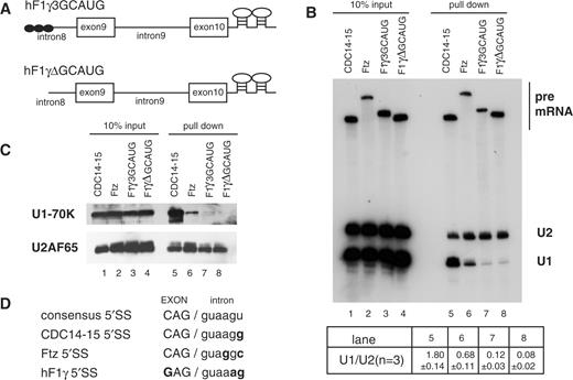 Purification of the pre-spliceosomal E complex formed on hF1γ exon 9–10 pre-mRNA in vitro. (A) The schematic representation of pre-mRNAs, CDC14-15, ftz, hF1γ3GCAUG and hF1γΔGCAUG, fused with two MS2-binding sites at the 3′ exons. Boxes and lines represent exons and introns, respectively. The Fox-1 binding element GCAUG is shown as a closed circle. (B) Northern blotting of the purified E complexes with U1 and U2 snRNA probes (lanes 5–8) and aliquots of the reaction mixtures (lanes 1–4). Average and standard deviation (SD) of the ratio of U1 snRNA to U2 snRNA from three independent experiments are shown at the bottom. (C) Western blotting of the purified E complexes on the pre-mRNAs using U1-70K and U2AF65 antibodies (lanes 5–8) and aliquots of the reaction mixtures (lanes 1–4). (D) The sequences of 5′ splice sites of four kinds of pre-mRNAs as shown in (A). Capital and lowercase letters correspond to exonic and intronic residues, respectively. The nucleotide different from the consensus site is shown in bold.