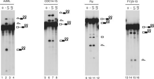 hF1γ exon 9–10 pre-mRNA is spliced efficiently in U1-inactivated HeLa nuclear extracts in vitro. Splicing reaction of AdML (lanes 1–4), CDC14-15 (lanes 5–8), ftz (lanes 9–12) and hF1γ 9–10 (lanes 13–16) with the normal HeLa cell nuclear extracts (lanes 2, 6, 10 and 14), the U1- (lanes 3, 7, 11 and 15) or U2-inactivated (lanes 4, 8, 12 and 16) extracts, as well as transcripts without incubation (lanes 1, 5, 9 and 13). Pre-mRNA, intermediates and splicing products are indicated schematically on the right.