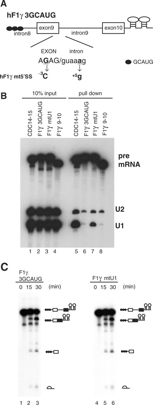Role of the 5′ splice site sequence in U1-independent splicing. (A) Base-substitutions introduced into the 5′ splice site of hF1γ3GCAUG pre-mRNA are shown (–3G > C and +5a > g). Capital and lowercase letters correspond to exonic and intronic nucleotides, respectively. Boxes and lines represent exons and introns, respectively. The Fox-1 binding element GCAUG is shown as a closed circle. (B) Northern blotting of the purified E complexes with U1 and U2 snRNA probes (lanes 5–8) and aliquots of the reaction mixtures (lanes 1–4). (C) Splicing reaction of hF1γ3GCAUG (lanes 1–3) and hF1γmt5′SS (lanes 4–6). These pre-mRNAs were incubated under the standard in vitro splicing condition for indicated time above each lane. Pre-mRNA, intermediates and splicing products are indicated schematically on the right.