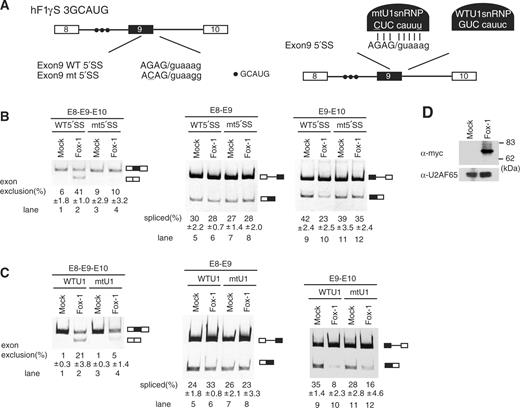 U1-independent splicing is indispensable for the regulation of alternative splicing of hF1γ by Fox-1. (A) The schematic representation of wild-type (WT) and mutant (mtU1) hF1γ mini-genes (left) and the suppressor U1 snRNP (right). The mutations introduced into the 5′ splice site of exon 9 are underlined. Closed circles indicate the Fox-1 binding element. (B) Transfection assay of hF1γ WT and 5′SSmt mini-genes co-expressed with pCS2+MT vector or pCS+MT-Fox-1 in HeLa cells. The left panel shows spliced products amplified by the oligonucleotides annealed with exons 8 and 10. The middle and right panels show the splicing reaction between exons 8 and 9 and between exons 9 and 10. Positions of splicing products and unspliced transcripts are schematically shown on the right. All experiments were independently performed four times. Average and standard deviation of exon 9 exclusion and splicing efficiency are shown at the bottom of each lane. (C) Suppressor U1 snRNA experiments in HeLa cells. The wild-type or mutant U1 snRNA was co-expressed with wild-type hF1γ mini-gene and pCS2+MT vector or pCS+MT-Fox-1. The spliced products were analyzed by RT-PCR using the oligonucleotides annealed with exons 8 and 10 (left panel), exons 8 and 9 (middle panel) and exons 9 and 10 (right panel). Positions of splicing products and unspliced transcripts are schematically shown on the right. All experiments were independently performed three times. Average and standard deviation of exon 9 exclusion and splicing efficiency are shown at the bottom of each lane. (D) Western blotting of cell extracts using the anti-Myc antibody (upper panel) and anti-U2AF65 antibody as a loading control (lower panel). Molecular size markers are shown on the right.