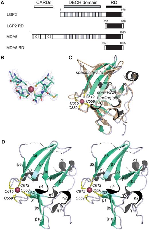 Structure of the RD of human LGP2. (A) Scheme of the domain arrangement in LGP2 and MDA5. The two N-terminal CARD motives of MDA5 are depicted in white, the DExH box helicase domains are shown in gray and the RDs in black. Numbering of the RDs is according to the constructs used for structural and biochemical studies. (B) Portion of the final 2Fo−Fc electron density (1 s contour) at the mercury-binding site superimposed with the final model. (C) Superimposition of ribbon models of LGP2 RD (cyan, black and yellow) and RIG-I RD (wheat) with highlighted secondary structure and metal-binding site. Possible RNA binding and specificity sites are assigned. (D) Stereo image of a ribbon model of LGP2 RD with highlighted and annotated secondary structure, mercury ion (magenta sphere) and annotated mercury-coordinating cysteines (yellow sticks).