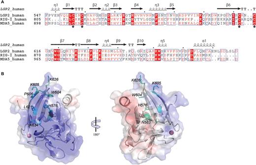 Structure guided site directed mutagenesis of LGP2 RD. (A) Structure-based sequence alignment of the C-terminal regions of human LGP2, RIG-I and MDA5. Secondary structure elements corresponding to LGP2 RD are shown above the alignment. Invariant residues are highlighted with red background, conserved ones in red font. The zinc-coordinating cysteines are marked with asterisks. (B) Localization of mutations, shown in a cartoon representation with electrostatic surface potential (ranging from blue=5 kT/e to red=−5 kT/e). The model is shown in ‘standard view’, used in all other figures (left) and 180° rotated around the vertical axis. Mutated residues are highlighted with sticks (cyan).