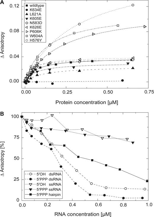 Binding of dsRNA to LGP2 RD. (A) Fluorescence anisotropy changes of a 5′-Alexa Fluor 488-labeled 25 bp RNA duplex (37 nM) in response to titration with wild-type LGP2 RD (filled square, Kd=68 ± 6 nM) and various mutants, respectively. Control mutation N583→D (open diamond, Kd=38 ± 4 nM) located on the convex site of RD and mutation K626→E (open left-facing triangle, Kd=51 ± 5 nM) do not show significantly altered dsRNA binding affinity. Affinities for mutants L621→A (filled up-facing triangle, Kd=165 ± 26 nM) and K605→E (filled down-facing triangle, Kd=140 ± 16 nM) are slightly decreased, while a mutation of K634→E (filled circle) completely suppresses binding. A decrease of binding affinity, but increase in maximum reached anisotropy signal is seen for P606→K (open right-facing triangle, Kd=230 ± 10 nM), W604→A (open square, Kd=136 ± 6 nM) and H576→Y (open circle, Kd=304 ± 10 nM). (B) Competition of binding of an Alexa Fluor 488-5-U-labeled hairpin RNA (in vitro transcriped, 40 nM) to LGP2 RD (470 nM) by stepwise addition of different non-fluorescent RNA species (synthetic 5′OH/5′OH dsRNA: 19 bp; 5′PPP/5′OH dsRNA: 19 bp; 5′OH ssRNA: 19n; 5′PPP ssRNA: 19n; and in vitro transcribed 5′PPP hairpin: 18 bp ± 4n) followed by fluorescence anisotropy. Data points were connected for better outline.