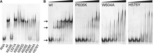 Electrophoretic mobility shift assays of LGP2 RD and mutants with dsRNA. (A) Retardation of 5′-Alexa Fluor 488-labeled dsRNA (25 bp, 60 nM) in a 10% native polyacrylamide gel after incubation with 400 nM wild-type (wt) LGP2 RD or indicated RD mutants, respectively. (B) Retardation of 5′-Alexa Fluor 488-labeled dsRNA (25 bp, 60 nM) in a 10% native polyacrylamide gel after incubation with increasing concentrations (0, 0.4, 0.8, 1.6, 3.2 and 6.4 µM) of wt LGP2 RD and mutants P606→K, W604→A and H576→Y. For the wild-type RD two distinct bands appear shifted compared to free dsRNA at low protein concentrations already. The mutants show unspecific shifting and lower affinity to the RNA, indicated by remaining free dsRNA bands for all protein concentrations.