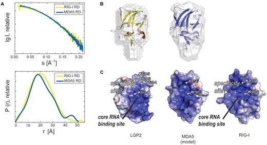 Comparison of RDs of RIG-I-like helicases. (A) Small angle X-ray scattering curves of RIG-I RD and MDA5 RD (upper panel, merged from curves obtained with protein concentrations of 2, 5 and 10 mg/ml). The lower panel shows the pair distribution functions for RIG-I RD and MDA5 RD derived from raw data with Gnome (ATSAS 2.1). (B) Superimposition of SAXS surface models of RIG-I (left) and MDA5 RD (right) with crystal structures of RIG-I RD (yellow, brown) and a model of MDA5 RD (model based on RIG-I and LGP2 RD crystal structure, blue, light blue), respectively. (C) Electrostatic surface potential (ranging from blue=9 kT/e to red=−9 kT/e) of LGP2 RD, RIG-I RD (from crystal structure) and a model of MDA5 RD. Residues crucial for general RNA interaction and either 5′-triphosphate RNA specificity in RIG-I (K888, buried K858) or dsRNA specificity in LGP2 (corresponding K634, P606 and additionally buried W604 and K605) are highlighted as well as corresponding residues for MDA5 RD (K983, buried I956).