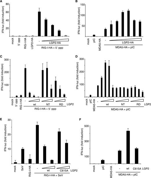 LGP2 represses RIG-I and activates MDA5 by different mechanisms. (A) Hek293 cells were transfected with plasmids coding for RIG-I-HA (10 ng plasmid), different amounts of LGP2-HA (2, 5, 10 and 50 ng plasmid) and plasmids encoding for a luciferase-based interferon-β reporter assay system. After 24 h, transfected cells were stimulated using 5′-triphosphate RNA or left unstimulated as a control. Relative luciferase activities were determined 18 h after stimulation. The values indicated are normalized to an unstimulated control that expresses only the assay system components (mock). (B) Hek293 cells were transfected with plasmids coding for MDA5-HA (1 ng plasmid) and different amounts of LGP2-HA (0.05, 0.1, 1, 5, 50 and 100 ng plasmid) and stimulated with poly(I:C) 24 h after transfection. Luciferase activities were measured und are represented as in (A). (C) Hek293 cells were transfected with RIG-I-HA and different amounts of wild-type (wt), amino-terminal (NT, amino acids 1–468) or carboxy-terminal (RD, amino acids 476–678) constructs of LGP2-HA and assayed for interferon-β reporter activity. (D) Hek293 cells were transfected with MDA5-HA and different amounts of wild-type (wt), amino-terminal (NT, amino acids 1–468) or carboxy-terminal (RD, amino acids 476–678) constructs of LGP2-HA and assayed for interferon-β reporter activity. (E) Hek293 cells were assayed for suppression of RIG-I signaling by wild-type LGP2 or a C615A mutant of LGP2 (10 ng and 100 ng) as in (A) using Sendai virus (SeV) infection as a stimulus. (F) Hek293 cells were assayed for activation of MDA5 signaling by wild-type LGP2 or a C615A mutant of LGP2 as in (B).