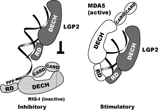 Model for regulation of RIG-I and MDA5 by LGP2. Model for LGP2 interaction with dsRNA and proposed regulation of RIG-I- and MDA5-dependent signaling. Stoichiometry and interaction sites are simplified and aspects of the model are speculative. dsRNA binding by both RD and DExH box domains could compete with dsRNA-dependent activation of the RIG-I DExH box domain. A fully functional LGP2 might together with MDA5 sense dsRNA and augment MDA5-dependent signaling.