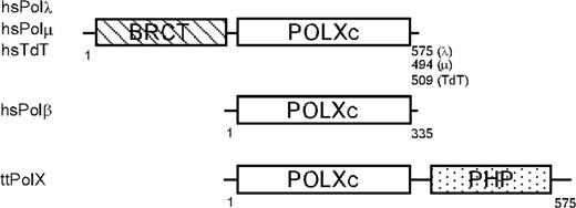 Domain structures predicted by sequence motif analysis of representative PolXs. The numbers represent the amino acid residues. hsPolλ hsPolμ, hsTdT and hsPolβ represent the enzymes of Homo sapiens. The accession numbers are as follows: NP_037406 for hsPolλ; NP_037416 for hsPolμ; NP_004079 for hsTdT; NP_002681 for hsPolβ and YP_144416 for ttPolX.
