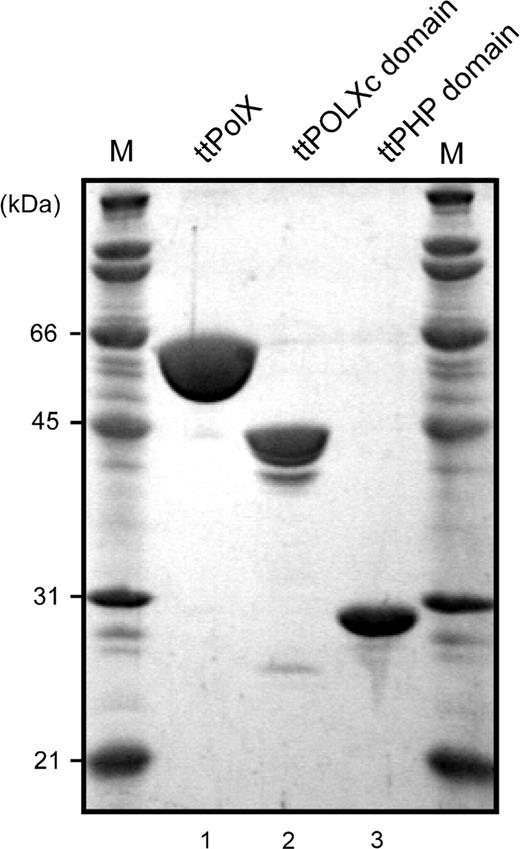Purified ttPolX and its domains. The purified proteins were analyzed by 12.5% SDS–PAGE and stained with Coomassie Brilliant Blue (CBB). M represents molecular weight markers. The theoretical molecular weights of ttPolX and the His-tagged domains were 64, 44 and 29 kDa, respectively.