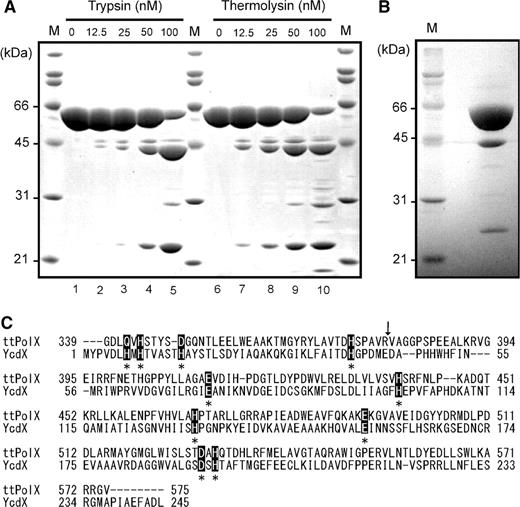 The organization of structural domains of ttPolX. M represents molecular weight markers. (A) ttPolX (10 μM) was digested with trypsin or thermolysin under mild conditions and then analyzed by 12.5% SDS–PAGE and stained with CBB. (B) ttPolX degraded after cold storage at 4°C for half a year was analyzed by 12% SDS–PAGE and blotted onto a PVDF membrane for peptide sequence analysis, and stained with CBB. (C) Sequence alignment of ttPolX and E. coli YcdX. The accession number of YcdX is NP_415552. Asterisks (*) indicate putative catalytically important residues for binding to metal ions in the YcdX crystal structure (19). The arrow indicates the cleaved position on ttPolX with trypsin and thermolysin. The alignment was performed with ClustalW2 (28).