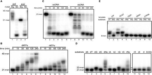 DNA/RNA polymerase and 3′–5′ exonuclease activities of ttPolX. (A) Metal ion dependence of the activities in the presence of 5 mM MgCl2 or 1 mM MnCl2. The reaction conditions for the polymerase assay using 21F/40T (pol) and the exonuclease assay using 21F (exo) are given under Materials and methods section. (B) Time course analysis of polymerase activity in the presence of 5 mM MgCl2 using 21F/40T. The reaction mixtures were supplemented with 10 μM dNTPs or NTPs as substrates. (C) Time course analysis of exonuclease activity in the presence of 1 mM MnCl2 against ssDNA (21F) and dsDNA (21F/21R). (D) Single nucleotide insertion opposite dC in the presence of 5 mM MgCl2 using 21F/40T. The substrates were in the triphosphate state and their concentrations were as follows: dG and rG, 1 μM; dNs and rNs, 10 μM; other nucleotides including damaged bases, 100 μM. Among the substrates, Ns, X, I and 8-OG stand for four NTP mixtures, xanthine, inosine and 8-oxo-dGTP, respectively. (E) TLS and RT assays. Reaction mixtures comprised 20 mM Tris–HCl, 20 mM KCl, 5 mM MgCl2, 10 μM dNTPs or NTPs, 1 μM ttPolX, 10 nM 5′-labeled primer (9P) and 10 nM each template (21F, 12C21, 12I21, 12X21 or 21RNA), pH 8.0, at 37°C. The reaction mixtures were incubated for 30 min (A and D), 2 h (E) or as indicated in the figure (B and C) at 37°C, and then analyzed by 18% (A, B and D) or 20% (C and E) denaturing PAGE (8 M urea) and autoradiography. In the figure, ‘d’ and ‘r’ represents deoxyribonucleotide and ribonucleotide, respectively.