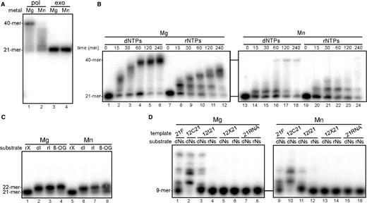 Mg2+- and Mn2+-dependent polymerase activity of the ttPOLXc domain. The measurement conditions were the same as given in Figure 4 except for the use of ttPOLXc domain. In these assays, 5 mM MgCl2 or 1 mM MnCl2 was used as a cofactor. (A) Metal ion dependence of the activities. (B) Time course analysis of polymerase activity. (C) Single nucleotide insertion opposite dC. (D) TLS and RT assays.