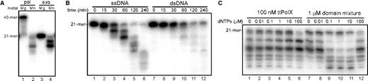 The activities of the mixture of the ttPOLXc and ttPHP domains. The measurement conditions were the same as given in Figure 4 except for the use of domain mixture (containing 1 μM ttPOLXc and 1 μM ttPHP domains). (A) Metal ion dependence of polymerase activity. (B) Time course analysis of exonuclease activity against ssDNA and dsDNA. (C) Exonuclease assay with dNTPs. Reaction mixtures comprised 20 mM Tris–HCl, 20 mM KCl, 1 mM MnCl2, 100 nM ttPolX or 1 μM domain mixture, 10 nM 5′-labeled 21F and indicated amount of dNTPs, pH 8.0, at 37°C. The reaction mixtures were incubated for 30 min at 37°C, and then analyzed by 20% denaturing PAGE (8 M urea), but the running time was longer than that in (B). Note that the concentration of the domain mixture was higher than that of ttPolX.