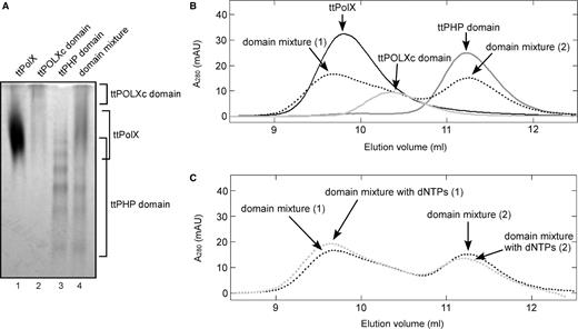 The interaction between the ttPOLXc and ttPHP domains. (A) Proteins were analyzed by 7.5% native PAGE and stained with CBB. The samples electrophoresed in the lanes were as follows: 1, 50 pmol ttPolX; 2, 50 pmol ttPOLXc domain; 3, 50 pmol ttPHP domain; and 4, 50 pmol ttPOLXc domain and 50 pmol ttPHP domain. The positions of the proteins on the gel are indicated on right side of the figure. (B) Elution profiles of ttPolX (black line), the ttPOLXc domain (light gray line), the ttPHP domain (dark gray line) and the domain mixture (dotted black line) on size exclusion chromatography. Proteins (500 pmol each) were incubated in buffer comprising 20 mM Tris–HCl and 100 mM KCl with or without 10 μM dNTPs, pH 8.0, at 37°C. The mixtures were incubated for 30 min at 37°C and then applied to a Superdex 75 column and eluted with incubation buffer. The elution volume, absorbance values and MWs estimated from the elution volume of each peak are summarized in Table 1. Arrows in the graph indicate the peaks in each elution profile. In the profile of the domain mixture, there were two main peaks. We named their peaks 1 and 2 in elution order. (C) Elution profiles of the domain mixture in the presence (dotted light gray line) and absence (dotted black line) of 10 μM dNTPs. The eluted peaks were named as described above.