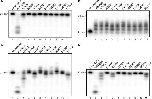 Site-directed mutagenesis of ttPolX. Reaction mixtures containing 1 μM wild-type ttPolX, a mutant or no enzyme were incubated for 30 min at 37°C. Exonuclease assays were performed in the absence (A) and presence (D) of 10 μM dNTPs (D). DNA polymerase assays were performed using 21F/40T and 10 μM dNTPs in the presence of 5 mM Mg2+ (B) or 1 mM Mn2+ (C). The reaction mixtures were analyzed by 18% (B) or 20% (A, C and D) denaturing PAGE (8 M urea) and autoradiography.