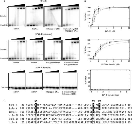 EMSA of ttPolX, and the ttPOLXc and ttPHP domains against four kinds of DNA. (A) Proteins were mixed with 10 nM each DNA and then analyzed by 5% PAGE. The concentrations of ttPolX were 0, 0.5, 1, 2, 5 and 10 μM. The concentrations of the ttPOLXc domain were 0, 0.625, 1.25, 2.5, 5 and 10 μM. The concentrations of the ttPHP domain were 0, 0.01, 0.0625, 0.125, 0.25, 0.5, 0.75, 1, 1.5, 2, 3 and 6.5 μM. (B) The percentage of the protein–DNA complex was determined and plotted against the protein concentration. The symbols were as follows: circles, ssDNA; squares, dsDNA; triangles, 1-nt gapped DNA; diamonds, 5′-phosphorylated 1-nt gapped DNA. The data were fitted with equation (4) using Igor 4.03. Data represent the means for four or five independent experiments ± standard deviation. (C) Sequence alignment of the POLXc domain regions of PolXs. White letters in black boxes indicate putative residues interacting with 5′-phosphate in the crystal structures of hsPolμ (PDB ID: 2fms), hsPolλ (PDB ID: 1xsn) and mmPolμ (PDB ID: 2ihm). The residues with a gray background are putative residues interacting with 5′-phosphate predicted from the alignment. B1, B2 and B3 represent the positions of the basic amino acid residues. The alignment was performed with ClustalW2 (28). The accession numbers were as follows: NP_002681 for H. sapiens Polβ (hsPolβ); NP_037406 for H. sapiens Polλ (hsPolλ); NP_059097 for Mus musculus Polμ (mmPolμ); NP_009940 for Saccharomyces cerevisiae PolIV (scPolIV); NP_592977 for Schizosaccharomyces pombe PolIV (spPolIV); and YP_144416 for T. thermophilus HB8 PolX (ttPolX).
