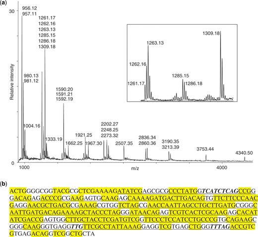 Mass spectrometry data and search result for a H. marismortui 23S rRNA subfragment. (a) Mass spectrum of H. marismortui 23S rRNA subfragment (around positions 2323–2630) digested with RNase T1. Assigned masses are from singly protonated digestion products, these masses were used in the subsequent genome search. Insert: zoom on peak clusters to illustrate the effect of digestion products with partially overlapping isotope distributions—see text for details. (b) Top scoring genomic region with flanks for RNA mass mapping of H. marismortui 23S rRNA subfragments 2323–2630. Underlined: identified sequence. Yellow highlight: RNase T1 digestion fragments with masses in peak list. Bold italic: RNase T1 digestion fragments with masses not present in peak list.