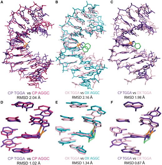 Comparison of centroid structures. Structural alignment of the centroid structures using only the atoms from the DNA part of the molecule from the simulations of CP-DNA in A GG C and T GG A sequence contexts ( A ), OX-DNA in A GG C and T GG A sequence context ( B ) and CP- and OX-DNA in T GG A sequence context ( C ). The structural alignment of the central four base-pairs of the centroid structures of CP-DNA in A GG C and T GG A sequence contexts ( D ), OX-DNA in A GG C and T GG A sequence context ( E ) and CP- and OX-DNA in T GG A sequence context ( F ).