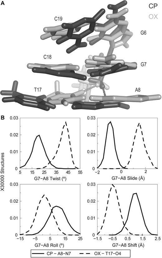 Differences in DNA conformation and helical parameters of A8-N7 and T17-O4 hydrogen bonded species in CP- and OX-DNA, respectively. ( A ) Alignment of the 5′ G6G7 A8 3′ base pairs of the centroid structures forming A8-N7 hydrogen bond in CP-DNA adduct and the T17-O4 hydrogen bond in the OX-DNA adduct is shown. The structures are aligned based on Pt- G6G7 . ( B ) Plots of histograms of the four helical parameters showing greatest differences between the A8-N7 hydrogen bonded species in CP-DNA and T17-O4 hydrogen bonded species in OX-DNA are shown. The distributions of twist, slide, roll and shift parameters of the G 7-A8 base-pair step are plotted because the greatest differences are in this base-pair step (data not shown). The solid line represents distribution of structures with CP-A8-N7 hydrogen bond while the dashed line represents distribution of structures with OX-T17-O4 hydrogen bond. The frequency distributions are calculated and normalized as described earlier.