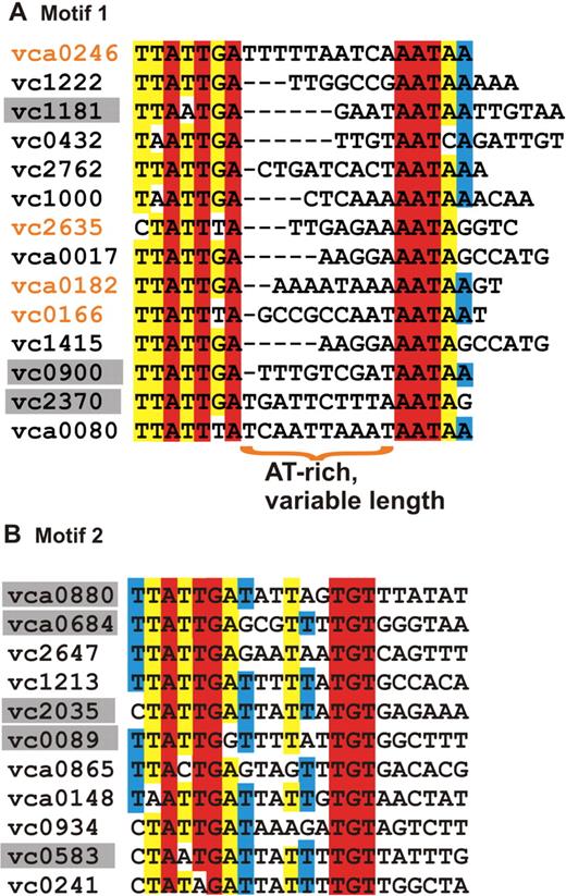Alignment of predicted Motif 1 ( A ) and Motif 2 ( B ) binding sites in intergenic regions of V. cholerae . Genes for which predicted binding sites are on the complementary strand are indicated with gray shading. Loci labeled in orange indicate the first of two divergently transcribed genes that contain a HapR binding site in the intergenic region. The 22-bp-binding regions are shown for each binding site. While the predicted binding site length is seen to be variable for Motif 1 genes, Motif 2-binding sites show very weak conservation beyond 16 bp. The alignment demonstrates the distinctions between the two proposed motifs in terms of concluding sequences and binding site lengths.