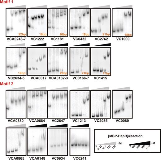 HapR binds to promoters containing either Motif 1- or Motif 2-binding sites. HapR's ability to bind to various promoters containing either of the two consensus binding sites was determined by EMSA in the presence of poly(dI–dC). Due to differences in HapR-binding affinity, two different sets of HapR protein concentrations were used, as indicated by the color of the wedges above the gel shifts. Solid wedges represent four times more protein than unfilled wedges. Since Motif 1 does not have a set length, promoters containing Motif 1-binding sites of varying lengths were tested, and the length of the putative binding site for each promoter is indicated. Consensus binding sequences that fall between two divergently transcribed genes are labeled with both flanking gene locus numbers. The double bands of vc1181 resulted from the nonspecific labeled PCR products of the vc1181 promoter region.