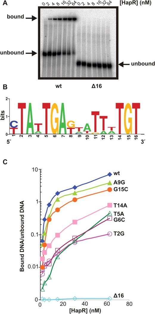 Point mutations in the Motif 2-consensus-binding site alter HapR binding affinity as predicted by the PSWM. ( A ) EMSAs were performed on a 60-bp region of the vca0880 promoter that contains the Motif 2-binding site as well as the same region with the binding site deleted. ( B ) Sequence logo for Motif 2-binding sites reflecting the V. cholerae- specific PSWM derived after one iteration of the procedure outlined in Figure S1. ( C ) HapR-binding affinity was determined by quantifying the amount of bound and unbound DNA and calculating the ratio of bound/unbound. The effect of various point mutations in the binding site on HapR-binding affinity was determined by EMSAs over a range of HapR concentrations.