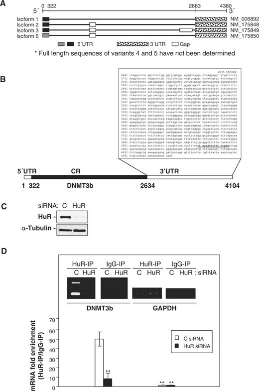 HuR associates with the endogenous DNMT3b mRNA. ( A ) The four alternatively spliced transcript variants for the DNMT3b gene. ( B ) DNMT3b 3′UTR showing one predicted HuR motif hit. ( C ) Two days after siRNA transfection, RKO cells were harvested for western blot analysis to monitor the expression of HuR and loading control α-Tubulin. ( D ) RKO cells were transfected with either control (C) or HuR siRNA and the lysates were used in IP reactions employing anti-HuR antibodies or control IgG1; RNA was subsequently isolated and used in RT reactions (inset). Representative PCR products of all DNMT3b variants visualized in ethidium bromide-stained agarose gels; the levels of GAPDH (a housekeeping mRNA which is not a target of HuR) served to verify equal sample input. (Graph) Fold differences in DNMT3b variant 3 mRNA abundance in HuR IP compared with IgG IP, as measured by RT–qPCR analysis. The means and standard error of the means (SEM) from three independent experiments are represented (** P ≤ 0.01).
