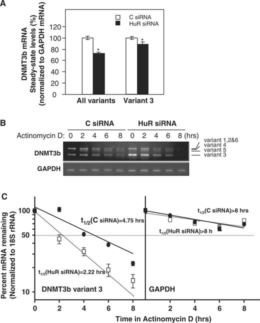 HuR silencing reduces DNMT3b mRNA stability and mRNA levels. ( A ) Two days after siRNA transfection, RKO cells were harvested, and RNA was analyzed by RT–qPCR (shown as the mean ± SEM from three experiments; * P ≤ 0.05). ( B ) The DNMT3b mRNA stability after silencing HuR was studied by incubating cells with actinomycin D, extracting total RNA at the times shown, and measuring DNMT3b mRNA levels by RT–PCR. Representative PCR products of all DNMT3b variants visualized in ethidium bromide-stained agarose gels are shown; the levels of GAPDH served to verify equal sample input. ( C ) DNMT3b variant 3 mRNA levels were measured by RT–qPCR. The data were normalized to 18S (housekeeping) mRNA levels and represented as a percentage of the mRNA levels measured at time 0, before adding actinomycin D, using a semilogarithmic scale. The half-lives (indicated) were calculated as the time required for DNMT3b variant 3 mRNA decrease to 50% of its initial abundance (discontinuous horizontal line). Data represent the mean ± SEM from three independent experiments.