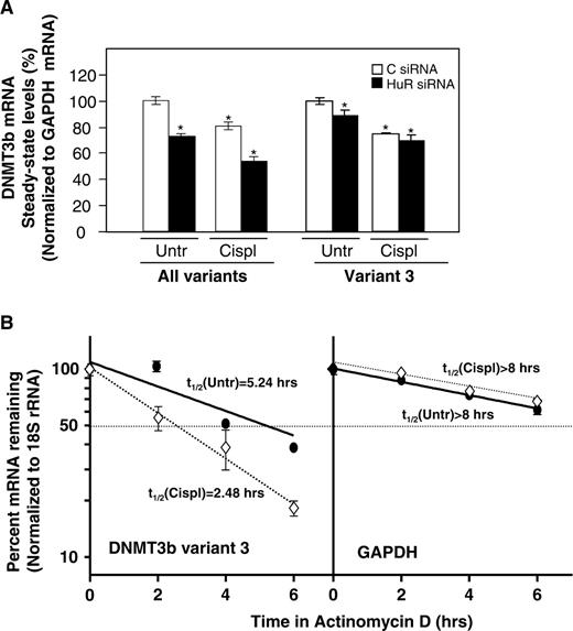 Cisplatin treatment decreases DNMT3b mRNA stability and steady-state levels. ( A ) Two days after siRNA transfection, cells were treated with 50 μM cisplatin for 8 h, RNA was isolated and RT–qPCR performed (shown as the mean ± SEM from three experiments; * P ≤ 0.05); the data were normalized to GAPDH. ( B ) The half-lives of DNMT3b variant 3 and housekeeping GAPDH mRNAs in RKO cells transfected with C siRNA (see Supplementary Figure 1 for HuR siRNA cells), either untreated or treated with cisplatin (50 μM), were quantified by using RT–qPCR and calculated as described in the legend of Figure 3 B; data represent the mean ± SEM from three independent experiments.