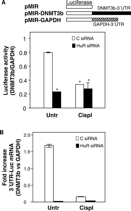 HuR levels and cisplatin treatment affect the activity of a reporter construct bearing the DNMT3b 3′UTR. Two days after siRNA transfections, the expression vector pMIR-report (firefly luciferase reporter system) containing either DNMT3b 3′UTR (pMIR-3′UTR) or GAPDH 3′UTR (pMIR-GAPDH) were transiently cotransfected into RKO cells along with pGL4-Renilla (used to normalize for transfection efficiency); 24 h later, cells were treated with cisplatin (50 μM, 8 h), and protein and RNA were collected. ( A ) Protein extracts were used for the detection of firefly and renilla luciferase activities. Graph shows the relative fold increase in firefly luciferase activity seen in the pMIR-DNMT3b transfection group relative to pMIR-GAPDH after normalization to renilla activity. Values represent the means ± SEM from three independent experiments (* P ≤ 0.05). ( B ) Reverse-transcribed RNA was used for qPCR detection of the reporter DNMT3b 3′UTR-luciferase mRNA relative to the GAPDH 3′UTR-luciferase mRNA. Transfection efficiency was normalized to the amount of pMIR vector present in each sample, which was quantified by qPCR amplification of the CMV promoter region. Data represent the means ± SEM from three independent experiments.