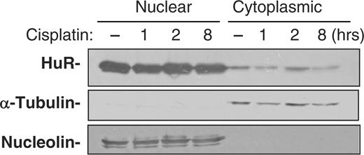 Cisplatin does not change cytoplasmic HuR levels. Nuclear and cytoplasmic HuR levels were assessed by western blot analysis of RKO cells that were either left untreated or were treated with 50 μM cisplatin for the times shown. α-Tubulin and Nucleolin signals served to show the quality of the preparation of cytoplasmic and nuclear fractions, respectively.