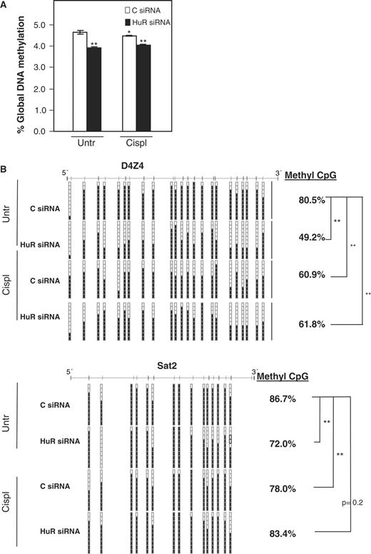 HuR silencing and cisplatin treatment affect global DNA methylation and the methylation of specific DNMT3 target DNA sequences. Two days after siRNA transfections, cells were treated with 25 μM cisplatin for 24 h and the DNA was extracted to measure ( A ) global DNA methylation by HPLC coupled with MS (* P ≤ 0.05; ** P ≤ 0.01) and ( B ) the DNA methylation status of the repetitive sequences D4Z4 and Sat2 by bisulfite sequencing. Black and white squares represent methylated or unmethylated CpGs, respectively (* P ≤ 0.05; ** P ≤ 0.01).