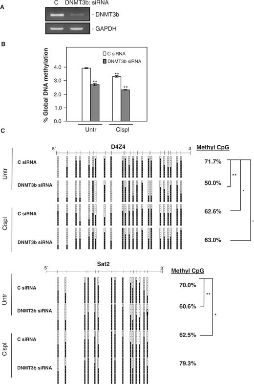 Effect of DNMT3b silencing on global DNA methylation and methylation of specific DNMT3b target DNA sequences. ( A ) Two days after transfection with the siRNAs indicated, cells were harvested to check the reduction in DNMT3b mRNA levels by RT–PCR with visualization in agarose gels; GAPDH serves to show the evenness in sample input. Cells that were transfected as explained in (A) were further treated with 25 μM cisplatin for 24 h and the DNA was extracted to measure ( B ) global DNA methylation by HPLC coupled with MS (* P ≤ 0.05; ** P ≤ 0.01) and ( C ) the DNA-methylation status of the repetitive sequences D4Z4 and Sat2 by bisulfite sequencing. Black and white squares represent methylated or unmethylated CpGs, respectively (* P ≤ 0.05; ** P ≤ 0.01).