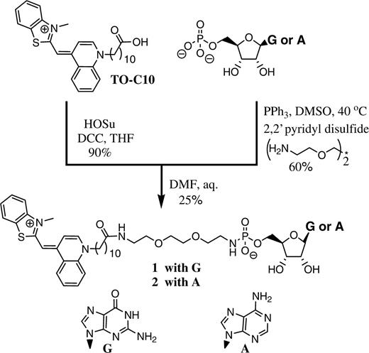 Synthesis of GMP and AMP-TO conjugate (conjugates were made through an identical procedure and with similar yields).
