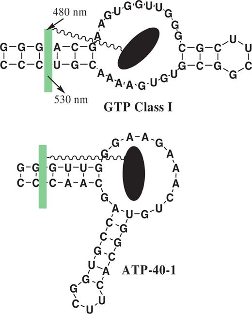 Aptamers tested with their conjugates. Black elipsoid is NMP part of the conjugate, while green fluorescent rectangle is TO-C 10 part. In both cases the place of the insertion of TO dyes is shown aribitrarily, although in the case of AMP derivative we have indications based on aptamer modifications ( Supplementary Data ).