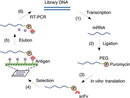 Schematic representation of the mRNA display selection of scFv on a microfluidic chip. Step ( 1 ): an scFv DNA library is transcribed to mRNA in vitro . Step ( 2 ): the mRNA library is ligated with a PEG-puromycin spacer. Step ( 3 ): the RNA-PEG-puromycin library is translated in a cell-free translation system. Step ( 4 ): the mRNA-displayed scFv library is injected into a sensor chip on which a target antigen is immobilized. Step ( 5 ): the bound scFv is eluted competitively with the free antigen. Step ( 6 ): the RNA is amplified by RT-PCR and used for the next round of selection or cloning and sequencing.