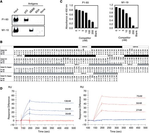 The selected scFvs anti-p53 P1-93 and anti-MDM2 M1-19. ( A ) Pull-down assays of the anti-p53 scFv P1-93 (top) and anti-MDM2 scFv M1-19 (bottom) using p53-, MDM2- or BSA-immobilized beads. Recovered scFv with FLAG-tag was detected with the anti-FLAG antibody. ( B ) Predicted amino acid sequences of the VH (black bar) and VL (gray bar) regions of anti-p53 scFv P1-93 and anti-MDM2 scFv M1-19. Residue numbering is according to Kabat et al. ( 20 ) ( C ) Competitive ELISA. P1-93 or M1-19 was preincubated with a competitor (0–200 nM free antigen) and allowed to bind to antigen-immobilized plates. After washing, remaining scFvs were detected with the anti-T7·tag antibody. ( D ) Biacore sensorgrams of the purified P1-93 (left; 31 kDa) and M1-19 (right; 32 kDa) using a p53- (blue lines; 55 kDa) or MDM2-immobilized (red lines; 66 kDa) sensor chip. The measurements were performed under conditions of 450 RU of the ligand and at a flow rate of 60 µl/min. To determine dissociation constants, three different concentrations (35, 64 and 136 nM for P1-93 and 27, 50 and 75 nM for M1-19) of the monomeric scFvs were injected.