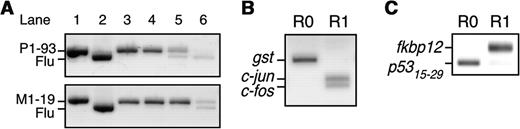 The mRNA display selection of protein interactions on the Biacore sensor chip. ( A ) The P1-93 (912 bp; lane 1 top) or M1-19 (936 bp; lane 1 bottom) gene was mixed with an anti-fluorescein scFv gene ( 5 ) (Flu; 888 bp; lane 2) at a ratio of 1:10 2 (lane 3), 1:10 4 (lane 4), 1:10 6 (lane 5) or 1:10 8 (lane 6). The mixtures were subjected to mRNA display selection on the sensor chip conjugated with antigens p53 (top) or MDM2 (bottom). The RT-PCR products amplified from fractions after one round of selection were analyzed by agarose gel electrophoresis. ( B ) In vitro selection of protein–DNA interactions was performed using a mixture of three genes with N-terminal T7·tag and C-terminal FLAG-tag coding sequences; c-fos (349 bp), c-jun (394 bp), gst (597 bp). The template RNAs of c-fos , c-jun and gst (negative control) were mixed at a ratio of 1:1:10 6 . The mixtures were translated and the resulting mRNA-displayed protein libraries were selected on the sensor chip conjugated with bait DNA (AP-1) ( 14 ). The RT-PCR products amplified from fractions before (R0) or after one round (R1) of selection were analyzed by agarose gel electrophoresis. ( C ) In vitro selection of protein–drug interactions was performed using a mixture of two genes with N-terminal T7·tag and C-terminal FLAG-tag coding sequences; fkbp12 (448 bp) and a p53 (15–29 aa) fragment (175 bp). The template RNAs of fkbp12 and the p53 fragment (negative control) were mixed at a ratio of 1:10 6 . The mixtures were translated and the resulting mRNA-displayed protein libraries were selected on the sensor chip conjugated with bait drug (FK506) ( 15 ). The RT-PCR products amplified from fractions before (R0) or after one round (R1) of selection were analyzed by agarose gel electrophoresis.