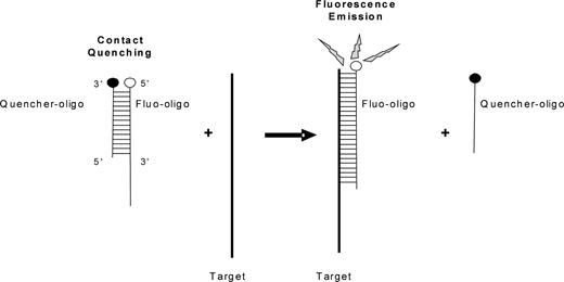 Schematic representation of the broken beacon. The fluorescent oligonucleotide (fluo-oligo) forms a duplex with the quencher oligonucleotide (quencher-oligo); the proximity of the fluorophore and the quencher prevents fluorescence emission. In the presence of the target sequence, the quencher-oligo is displaced, allowing the fluo-oligo to emit.