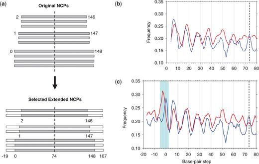 Extension of chicken and yeast nucleosomes with genomic flanking sequences. (a) Scheme for generating ‘selected extended’ sequences from the ‘original’ NCPs. The sequences are represented by rectangles: gray for the ‘original’ NCPs and white for the flanking fragments in genomes. Note that ‘selected’ sequences are less numerous than the ‘original’ NCPs (see ‘Methods’ section). The sequences are center-aligned to the 147-bp core DNA template, such that the dyad is located at position 74. The base-pair positions in the ‘extended’ sequences are numbered −19, −18 … −1, 0, 1, … 147, 148, … 167. (b and c) Frequencies of occurrence of AA:TT dimers versus base-pair step position in the original (b) and selected (c) sets of ‘extended’ nucleosomal sequences. Running 3-point averages of the frequencies are shown in blue (for chicken) and red (for yeast). In (b and c), the ‘dimeric’ numbering scheme is used. That is, the dimer (x, x + 1) is assigned to position x. So, dimeric step positions in the 147-bp core are numbered from 1 to 146 (with the dyad corresponding to base-pair step 73.5). Accordingly, the resulting frequencies are ‘symmetrized’ with respect to the dyad (dashed line).