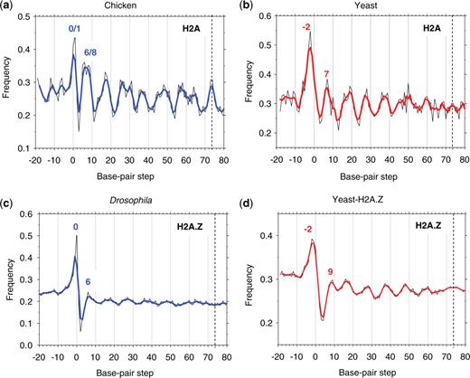 Combined frequency of occurrence of AT2 dimers (AA:TT + AT) versus base-pair step position in ‘extended’ nucleosomal sequences: chicken (a), yeast (b), Drosophila (c) and yeast-H2A.Z (d) (thin black lines). The 3-point averages are shown in thick blue (for chicken and Drosophila) and red lines (for yeast). The resulting frequencies are ‘symmetrized’ with respect to the dyad at base-pair step 73.5 (vertical dashed lines). In Figures 2c and 4c, the data are presented for 147-bp long NCPs from Drosophila (see ‘Methods’ section).