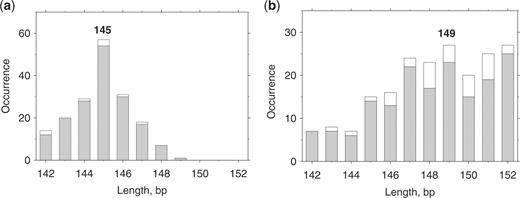 Length distribution of the chicken (a) and yeast (b) NCP sequences. Occurrences versus length are shown for the ‘original’ and ‘selected’ sets of NCP sequences (white and gray bars, respectively). The ‘original’ chicken (12) and yeast (9) sets contained 177 and 199 NCPs respectively. The ‘selected’ sets were chosen as described in ‘Methods’ section; these sets contain 169 chicken and 168 yeast NCP sequences. Note that the distributions are essentially the same for the ‘original’ NCP sets and for the nucleosomal sequences found in the genomes, indicating that the ‘selected’ sequences faithfully represent the ‘original’ sets.