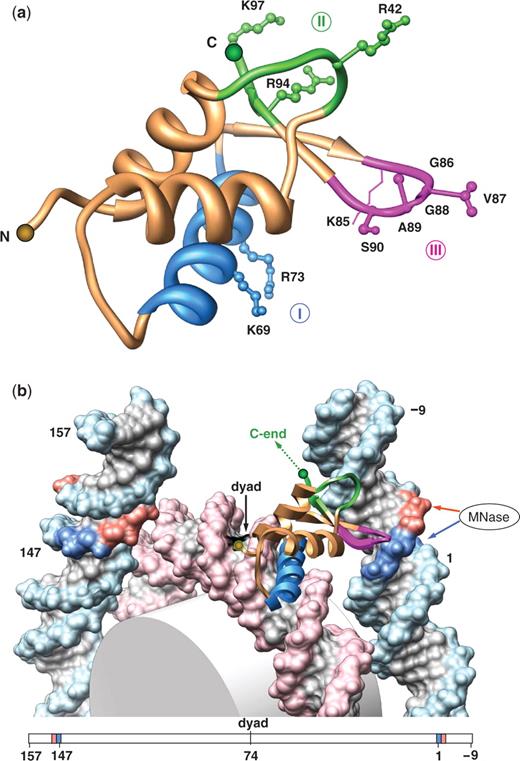 Structural model for LH globular domain binding to nucleosomal DNA. (a) DNA-binding sites in GH5 in various models for LH globular domain binding to nucleosomal DNA. The GH5 X-ray structure is shown (monomer A in ref. 20: Helix 1 and Helix 2, ochre; Helix 3, blue). The DNA-binding residues corroborated both in vivo (42) and in vitro (40,41) are traditionally divided into two groups—site I (K69 and R73 shown in blue) and site II (R42, R94 and K97 shown in green). In the model proposed by Zhou et al. (43), only R42 in site II is close to DNA. Site III (identified in this study) is highlighted in magenta. Note that K85 is traditionally viewed as part of site I. We propose that it may belong to site III (see ‘Discussion’ section); therefore, it is shown in magenta. The LH residues are numbered based on the GH5 sequence (20). (b) Molecular model of GH5 location within the nucleosome. The 147-bp core DNA (19), indexed from 1 to 147, is extended at each end by ‘ideal’ B-DNA fragments representing linkers. At one end (at the base-pair step 0/1), DNA is bent by 20° into the major groove; the other end of the nucleosomal DNA is ‘straight’. The 10-bp linker DNA fragments are numbered −9, −8, … 0 at one end, and 148, 149, … 157 at the other end. The positions 0/1 and 147/148 are colored in blue, corresponding to the ‘terminal’ AT2 peak in chicken (Figure 2a), while positions −2/−1 and 149/150 are colored in red, corresponding to the ‘terminal’ peak in yeast (Figure 2b). GH5 is represented with the same color code as in (A). The arrows on the right indicate accessibility of the DNA minor groove for MNase cleavage: red arrow, at positions −2/−1; blue arrow, at positions 0/1. The figure was prepared with Chimera (72); the H5 carboxyl end is shown by a dashed line.