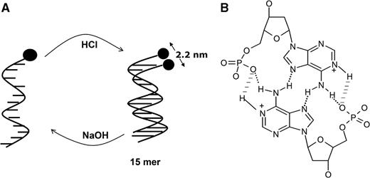 (A) Schematic showing poly dA15 changing between single helix to duplex conformations induced by alternate addition of acid and base respectively. (B) Shown in black is the base pairing scheme in AH+–H+A base pairs comprising protonated adenosines.