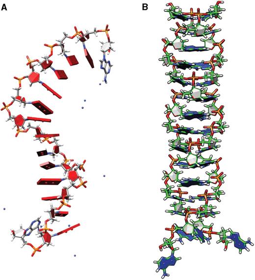 (A) Equilibrium snapshot of the single-stranded dA15 after 20 ns long MD simulation using AMBER revealing highly stacked adenine nucleobases. (B) Instantaneous snapshot of N1-protonated adenosine mediated parallel duplex of dA15 after 20 ns long MD simulation revealing a Π-helical structure with tilted base.