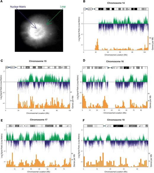 Nuclear matrix attachment correlates with gene poor regions. (A) Disruption of non-nuclear matrix proteins with 2 M NaCl allowed loop DNA to radiate away from MARs of the genome, forming a peripheral halo which was visualized with Dapi. (B–F) Fractionated loop (green) and matrix (blue) pools of DNA were differentially labeled with Cy 3 and Cy 5, respectively, then competitively hybridized to a CGH array containing human chromosomes 14–18 to generate the genomic profile of nuclear matrix enrichment. Comparison with gene density (orange bars) and chromosomal G banding revealed matrix enrichment in gene-poor, AT-rich G bands.