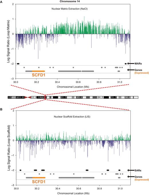 Nuclear scaffold/matrix-mediated organization is a function of gene density rather than chromosomal condensation. (A) Analysis of nuclear matrix attachment within the G band at chromosome 14q12 reveals the presence of a large 1 025 101 bp loop bounded by MARs as identified using the three-tiered process for identification. This particular gene-rich region contains from left to right: SYF2P, KIAA1333, SCFD1, UBE2CP1, RPL12P5, RPL27P1, COCH, STRN3, MIRN624, AP4S1, HECTD1, NARSP, ATP5GP4, LOC728852, C14orf126, LOC644223, GPR33 and NUBPL (genes for which expression was measured are in bold and offset from others in graph). (B) In contrast, many SARs are present within this G banded region.
