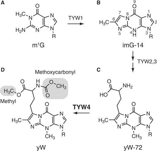 Biosynthetic pathway of wybutosine. The chemical structures of (A) N1-methylguanosine (m1G), (B) 4-demethylwyosine (imG-14), (C) 7-(α-amino-α-carboxypropyl)wyosine (yW-72) and (D) wybutosine (yW), are shown. TRM5 transfers a methyl group to G37 to produce m1G37, utilizing SAM as a methyl donor. TYW1 catalyzes the cyclization reaction to produce a tricyclic nucleoside, imG-14. TYW2 and TYW3 attach α-amino-α-carboxypropyl and methyl groups on C7 and N4, respectively. Finally, TYW4 attaches methyl and methoxycarbonyl groups (highlighted), completing the yW formation.